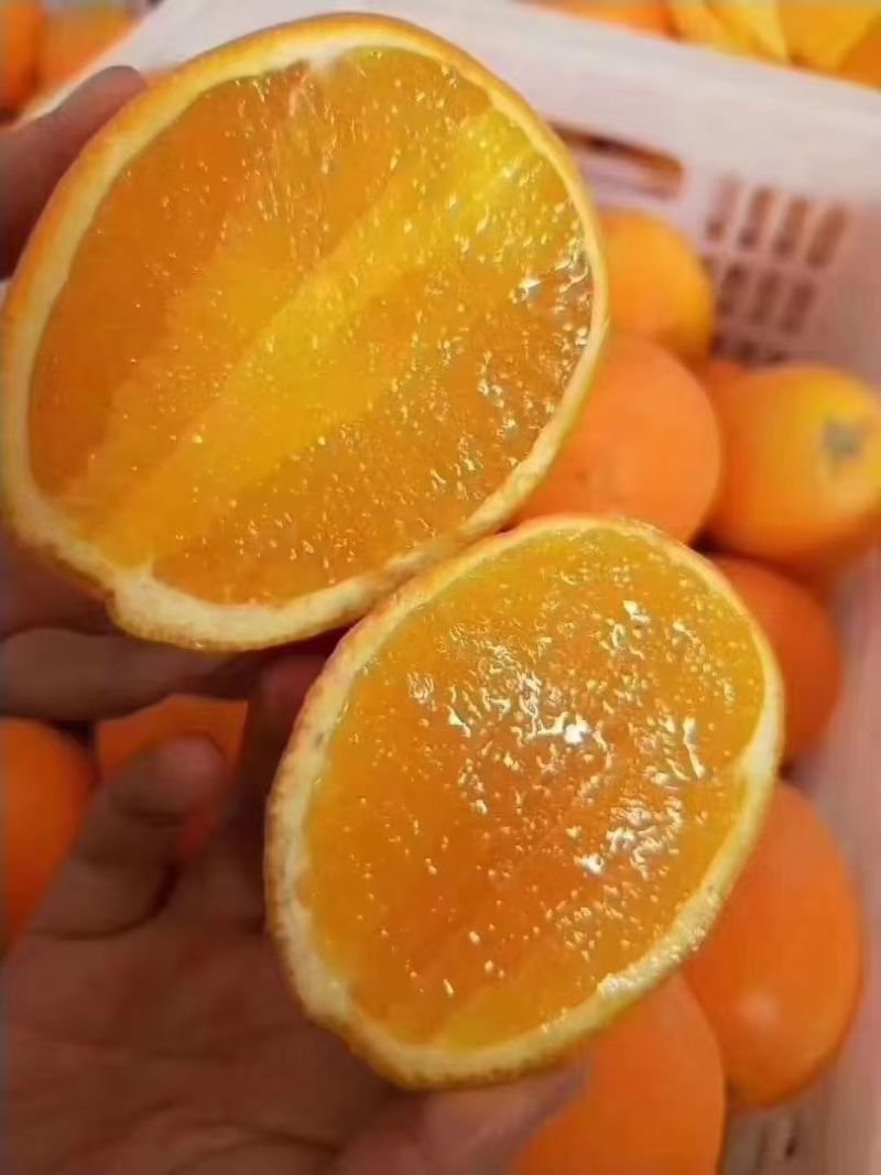 湖北秭归脐橙产地直发品质保证欢迎各大采购商联系看货