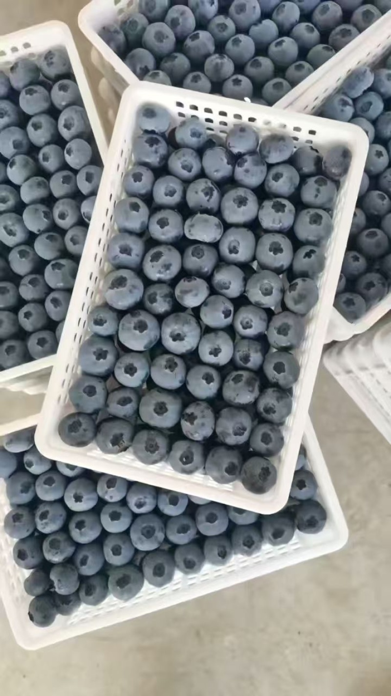 山东头茬瑞卡蓝莓鲜果现摘大果甜脆产地直发坏果包赔