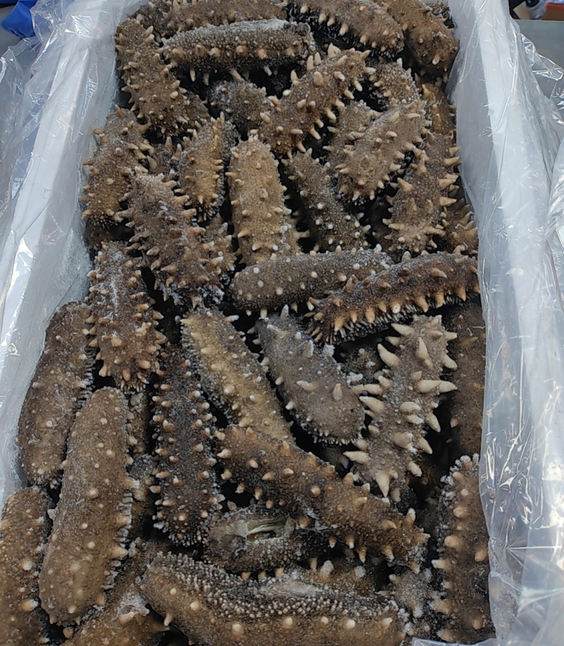 大连即食海参500克低价走量只卖海参不卖冰