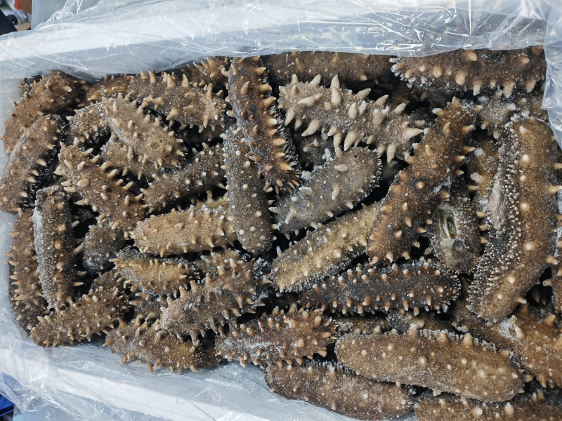 大连即食海参500克低价走量只卖海参不卖冰