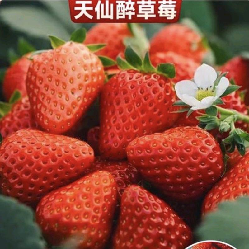 精品天仙醉草莓果型饱满口感软糯香甜欢迎到基地考察订购