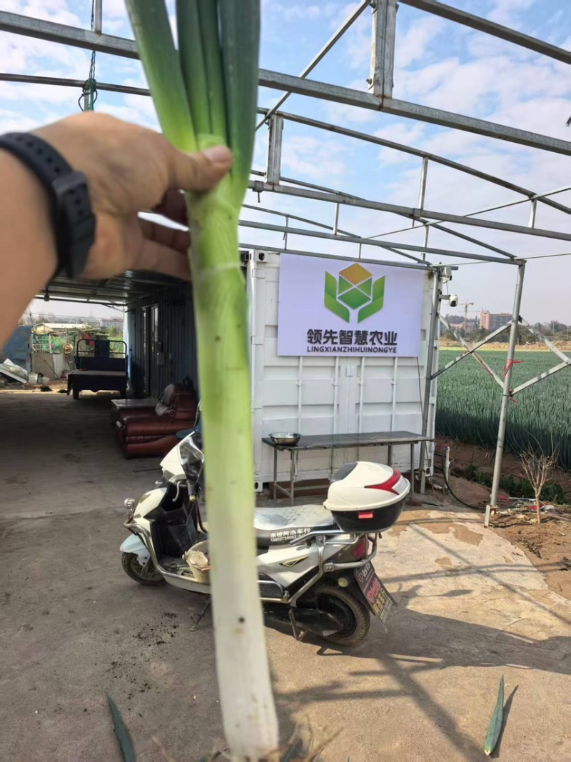 大葱铁杆大葱现挖现发产地直供一手货源欢迎咨询