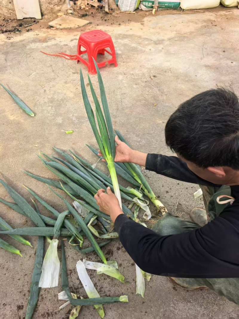 大葱铁杆大葱现挖现发产地直供一手货源欢迎咨询