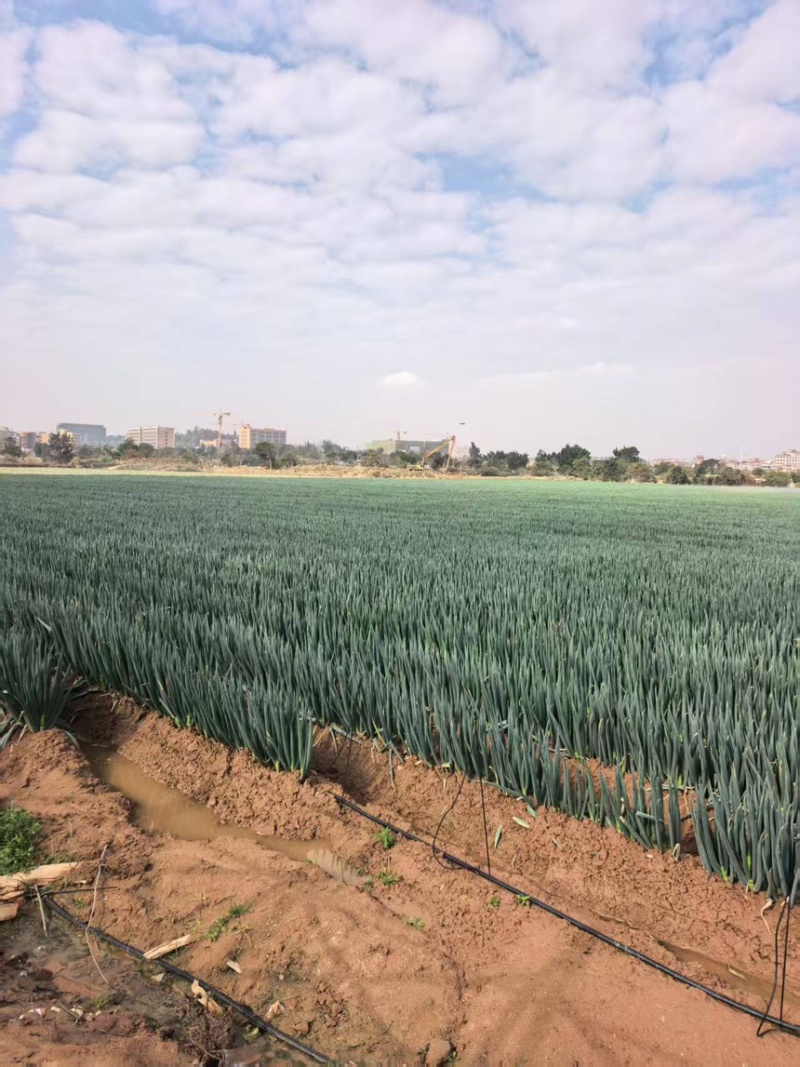 大葱铁杆大葱现挖现发产地直供一手货源欢迎咨询