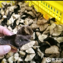 新会陈皮