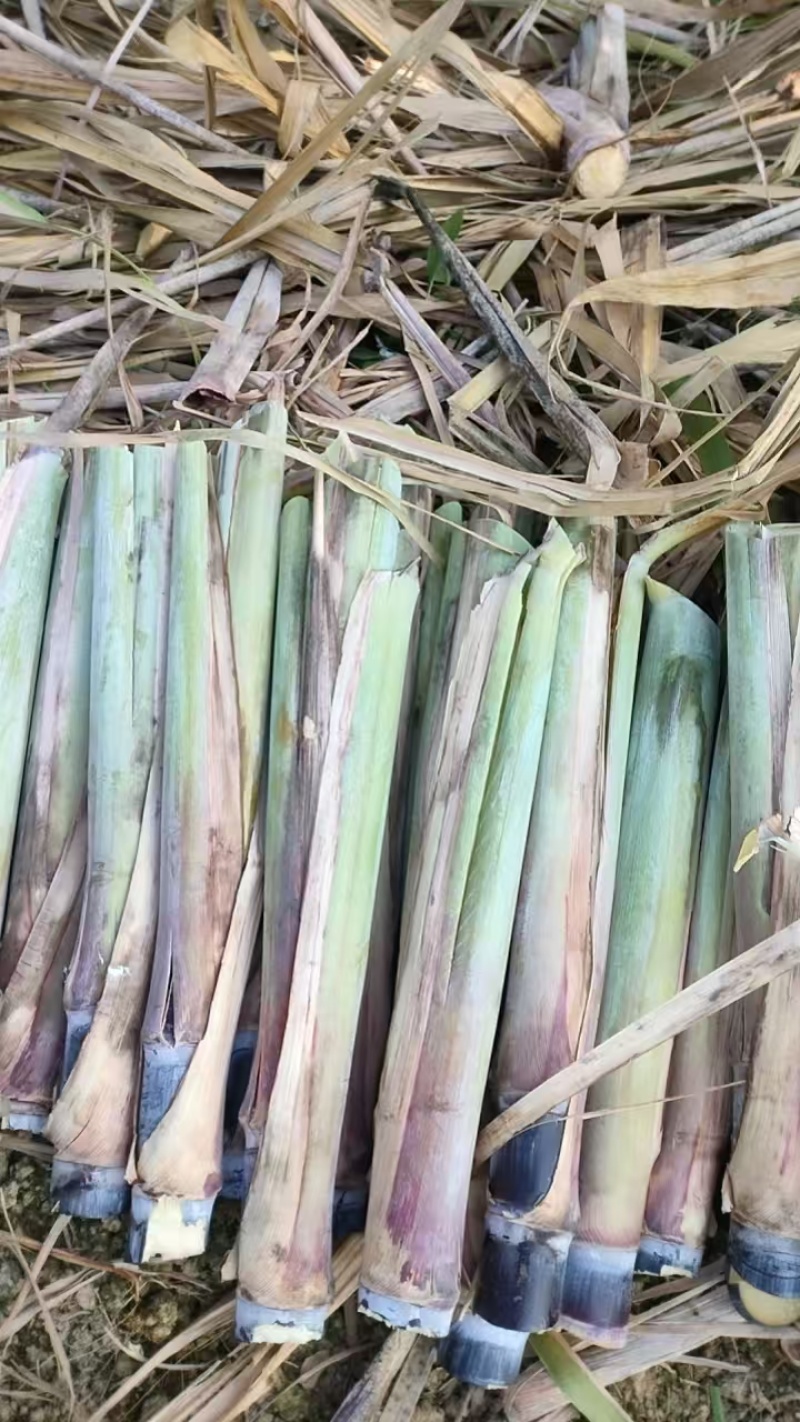 《畅销》黑甘蔗种苗基地直发提供技术指导一条龙服务量大从优