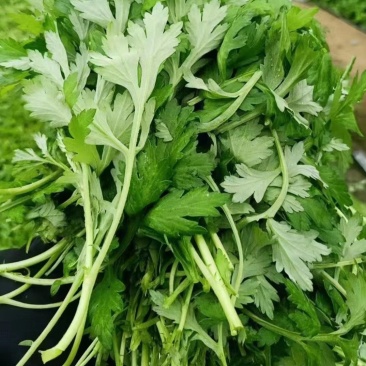 做艾粄的原材料，可食用艾草