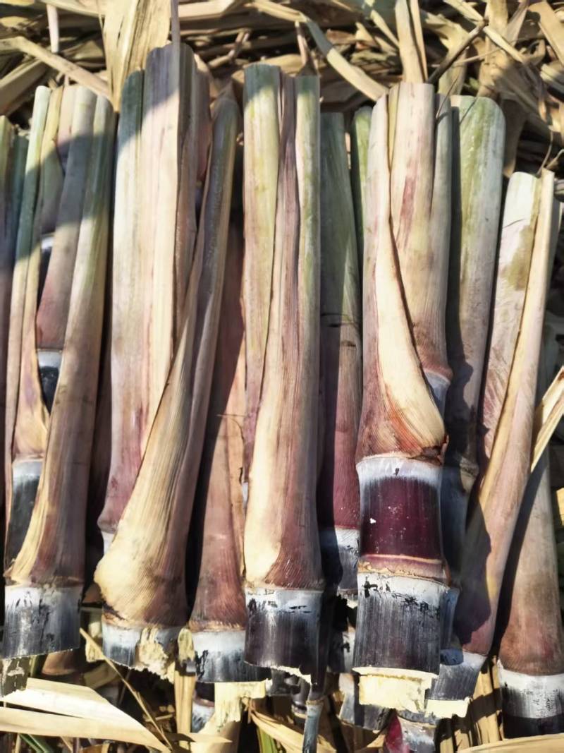 黑皮甘蔗苗脱毒种苗基地直发对接全国提供技术指导