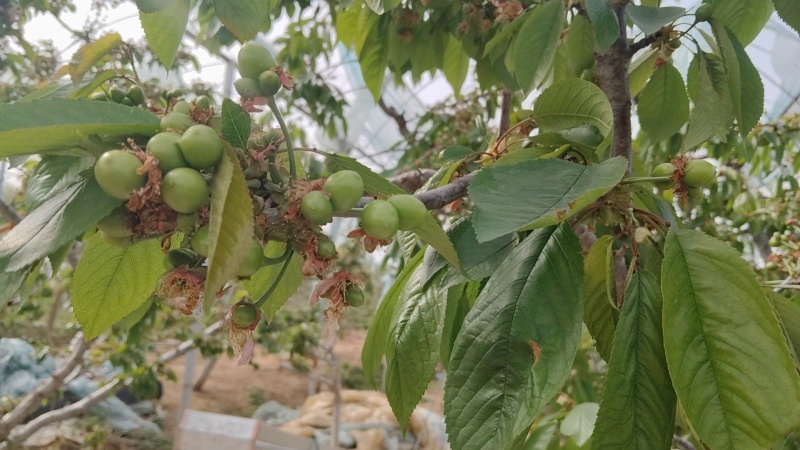 大樱桃9年大树