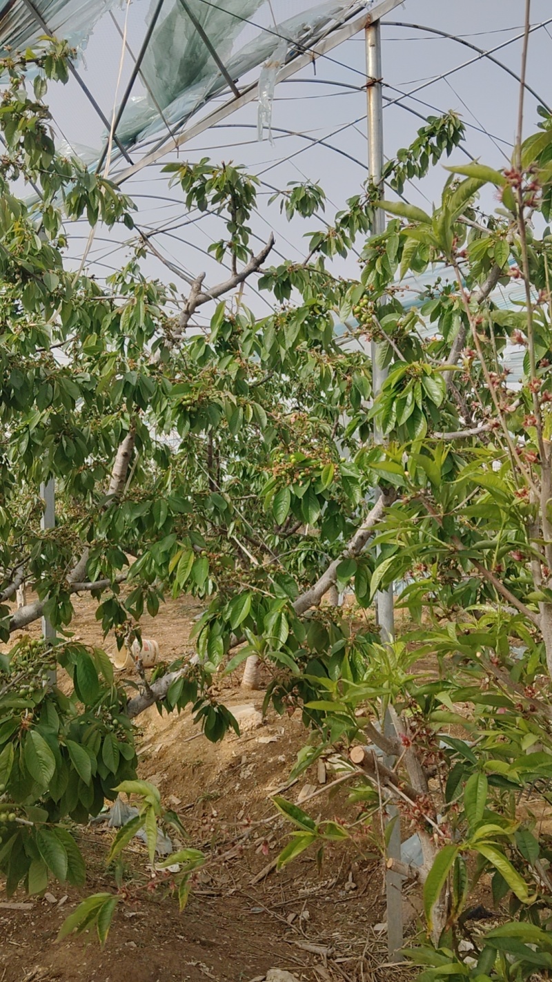 大樱桃9年大树