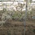 大樱桃9年大树