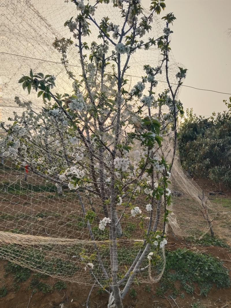 大樱桃9年大树