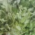 可食用艾草