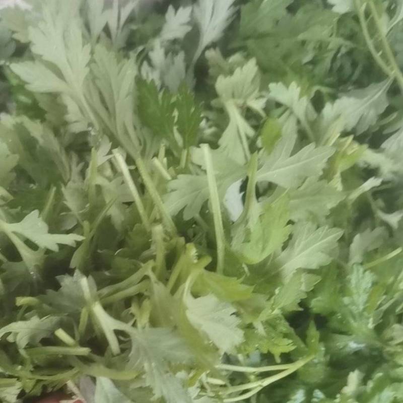 可食用艾草