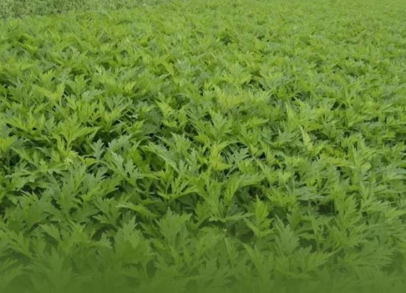 可食用艾草