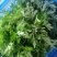 可食用艾草