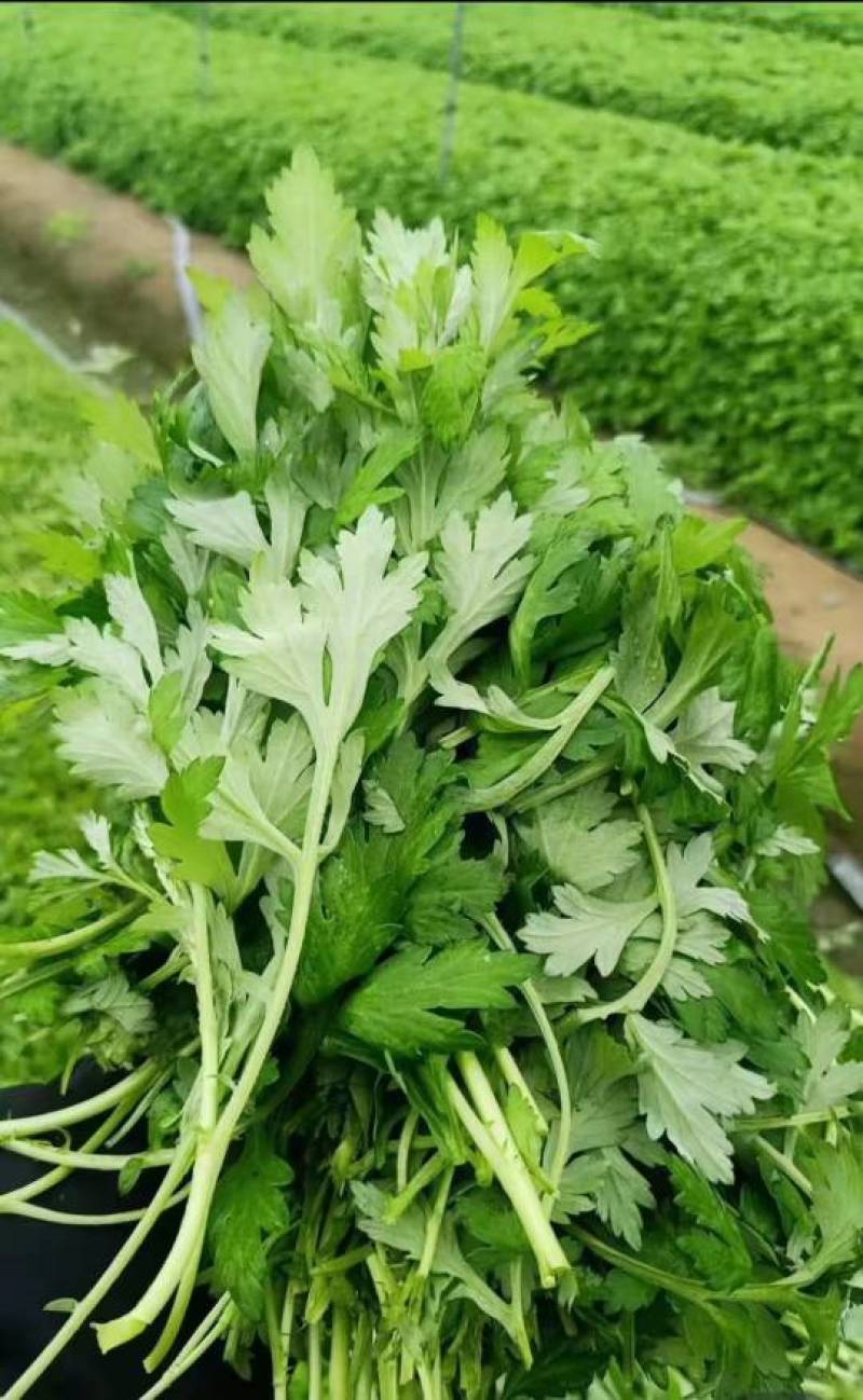 可食用艾草