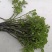 新鲜野生广西石油菜