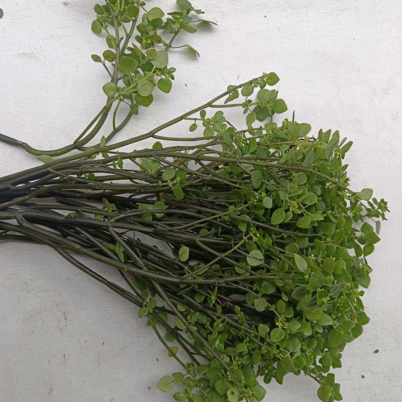 新鲜野生广西石油菜
