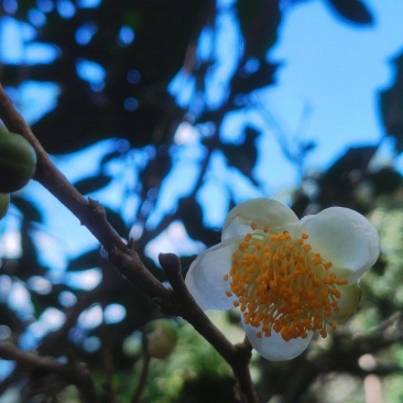高杆荒山茶