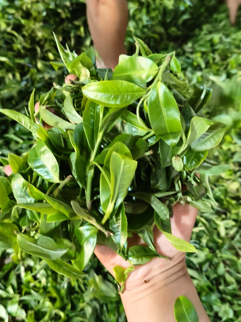 高杆荒山茶