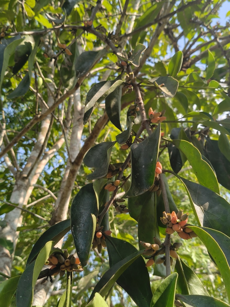 高杆荒山茶