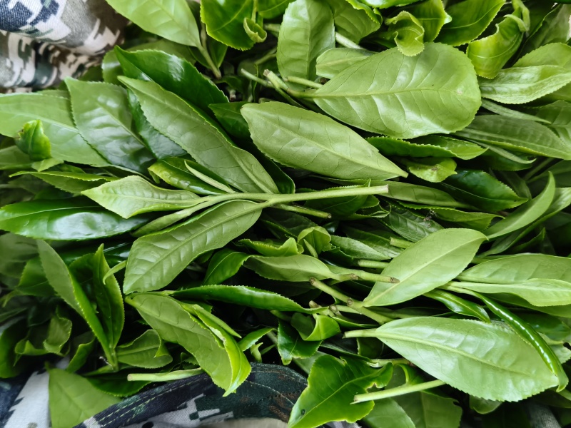 高杆荒山茶