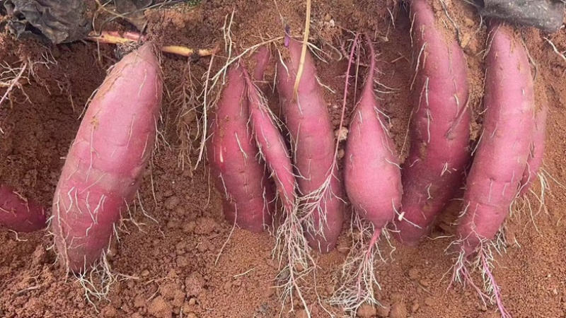 榴莲密薯