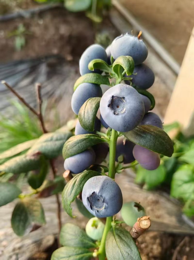 蓝莓