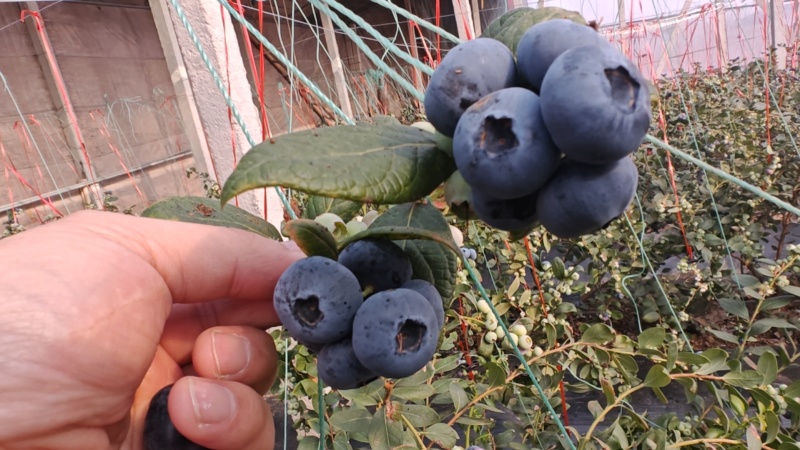 蓝莓