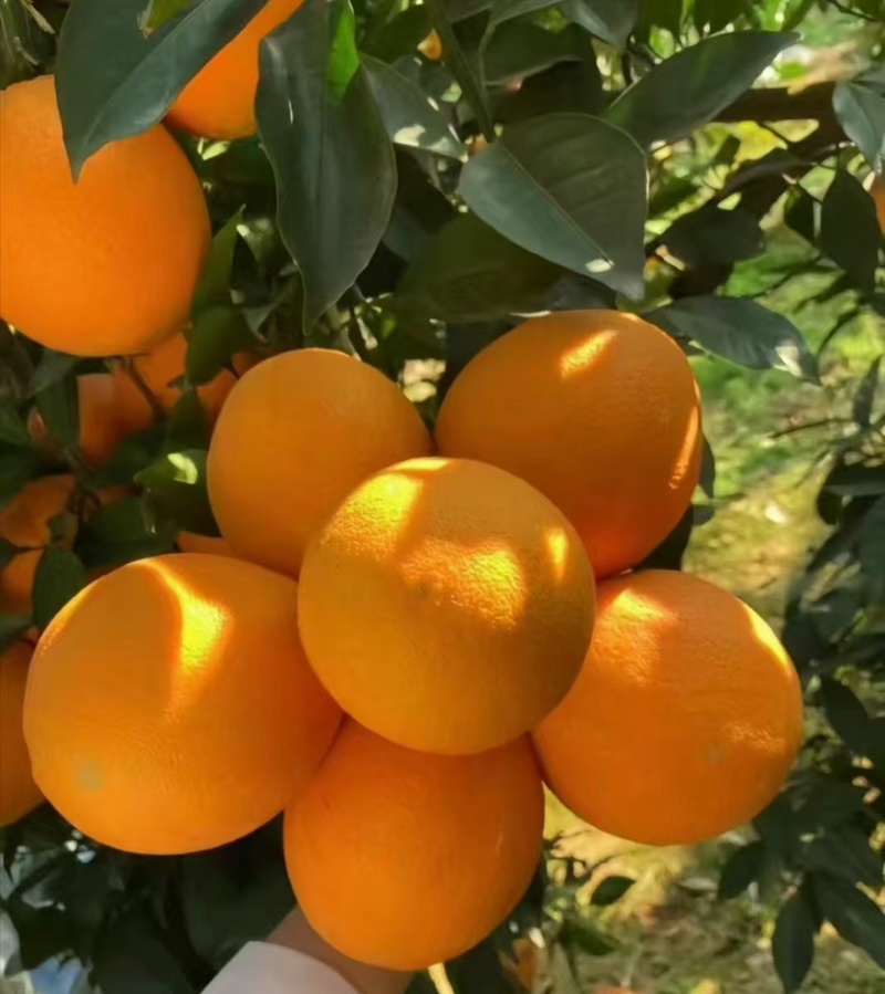 精品奉节脐橙一手货源全国发货量大价优欢迎随时联系