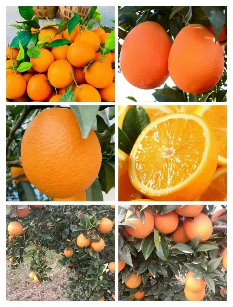 精品奉节脐橙一手货源全国发货量大价优欢迎随时联系