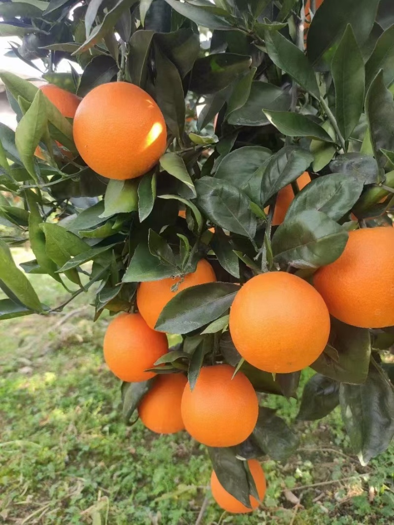 精品奉节脐橙一手货源全国发货量大价优欢迎随时联系