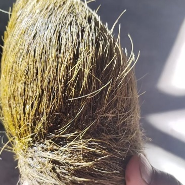 猪宝！自家杀年猪杀出来的！在云南大理弥渡县！有意者上门收