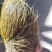 猪宝！自家杀年猪杀出来的！在云南大理弥渡县！有意者上门收