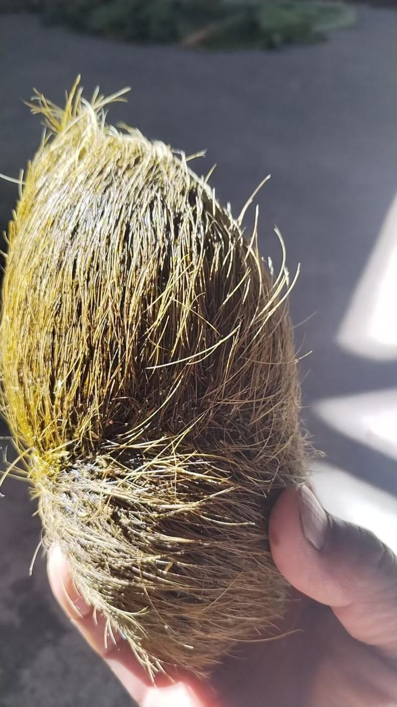 猪宝！自家杀年猪杀出来的！在云南大理弥渡县！有意者上门收