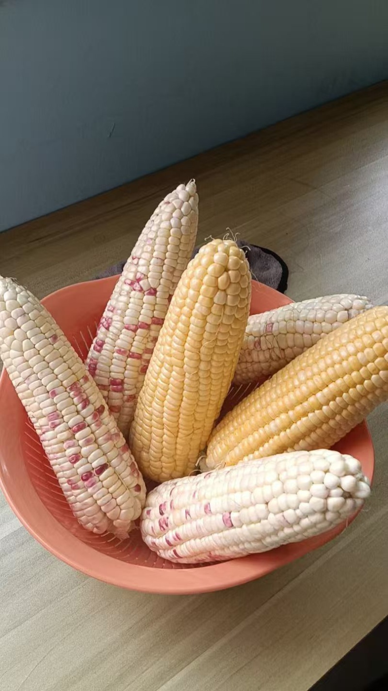 精品玉米一手货源全国发货量大价优欢迎随时联系