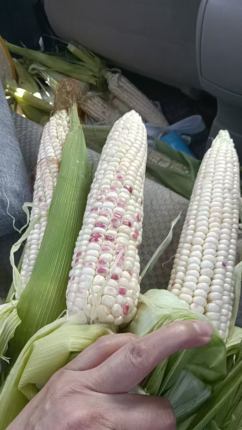 精品玉米一手货源全国发货量大价优欢迎随时联系