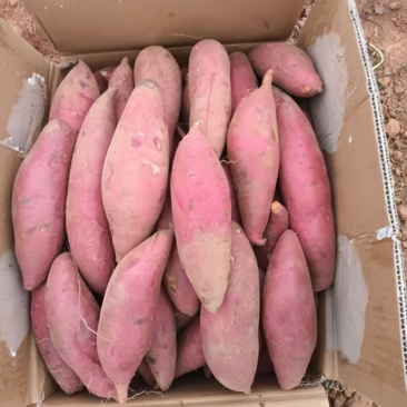 精品红薯产地一手货源全国发货量大价优欢迎随时联系