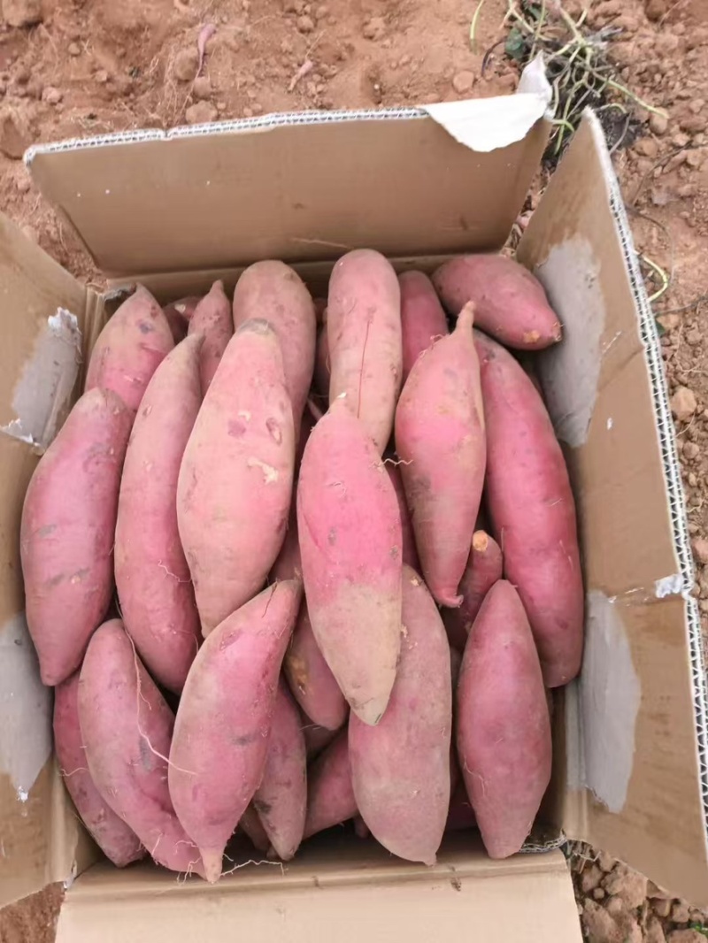 精品红薯产地一手货源全国发货量大价优欢迎随时联系