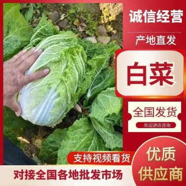 【平台力推】产地直发【诚实守信】颗颗饱满【量大从优】白菜