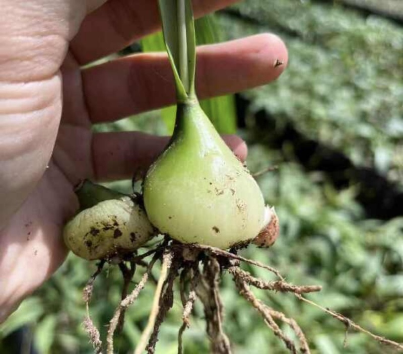 云南家种山慈菇苗冰球子苗独蒜兰苗云南独蒜兰苗
