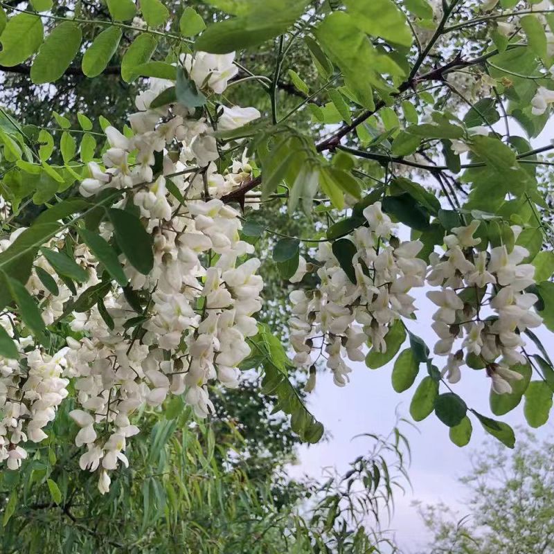 洋槐花蜜大量上市，全国发货，欢迎进店沟通。