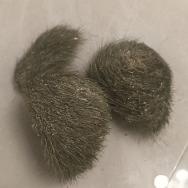 猪宝