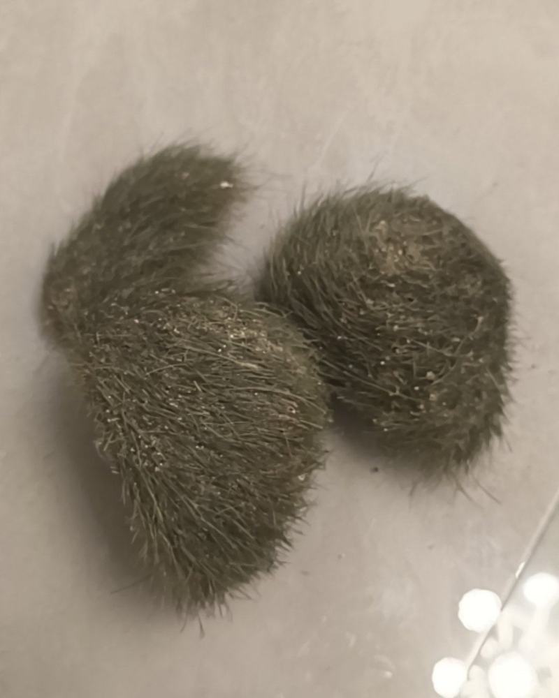猪宝