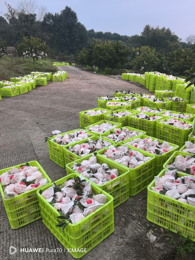 四川春见耙耙柑大量上市对接全国市场电商商超团购
