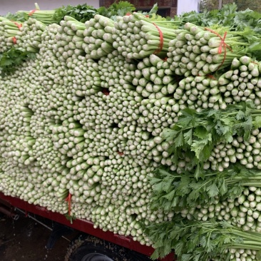 精品西芹/山东芹菜货源充足量大从优质量保证欢迎咨询