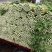 精品西芹/山东芹菜货源充足量大从优质量保证欢迎咨询