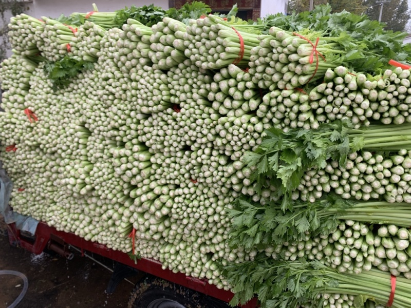 精品西芹/山东芹菜货源充足量大从优质量保证欢迎咨询