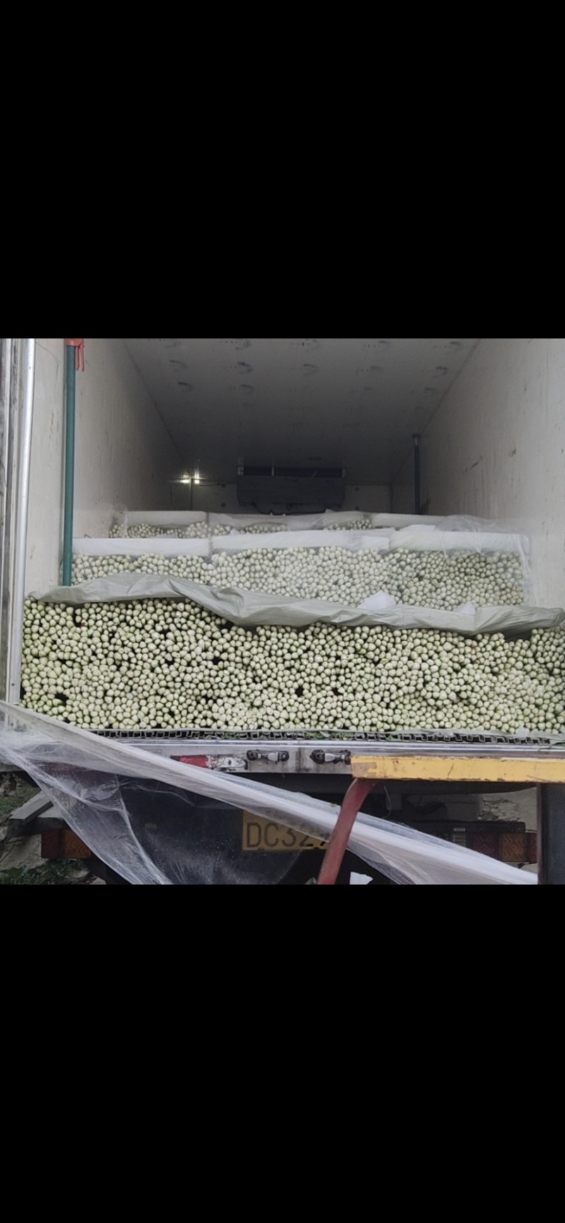 精品西芹/山东芹菜货源充足量大从优质量保证欢迎咨询